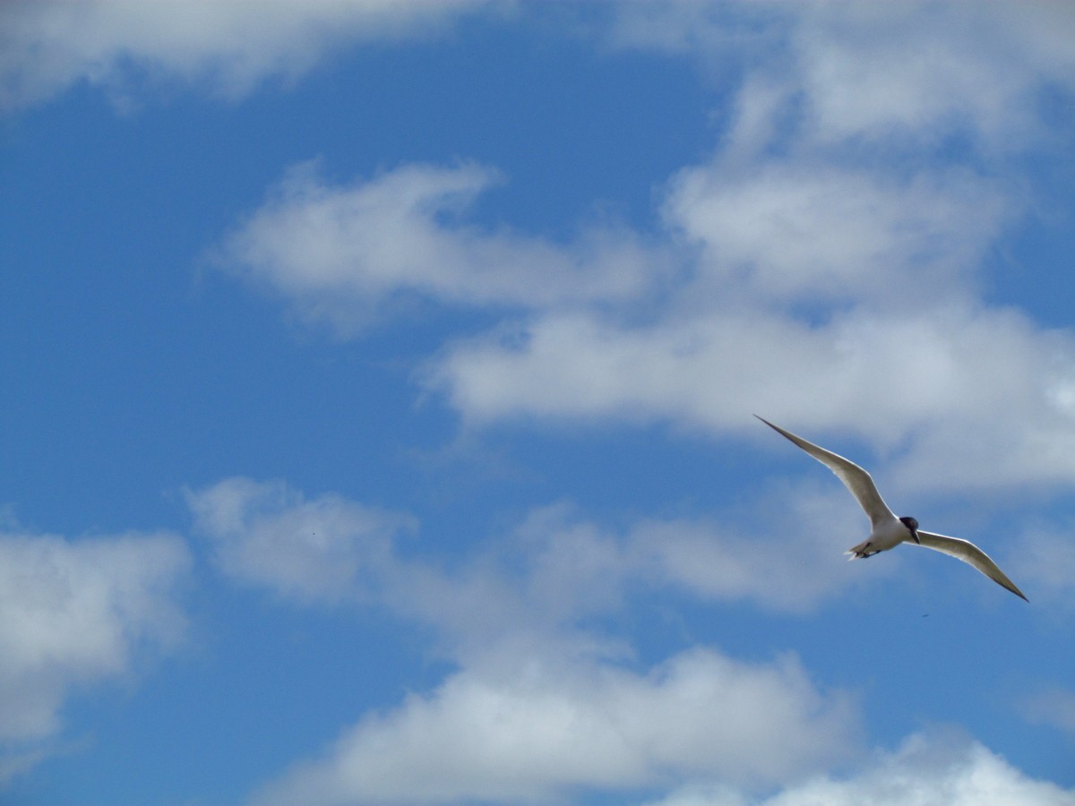 Gull-billed Tern - ML258868121