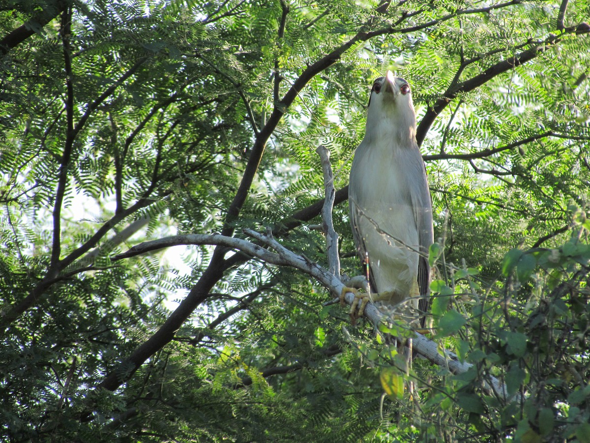 Black-crowned Night Heron - ML258868161