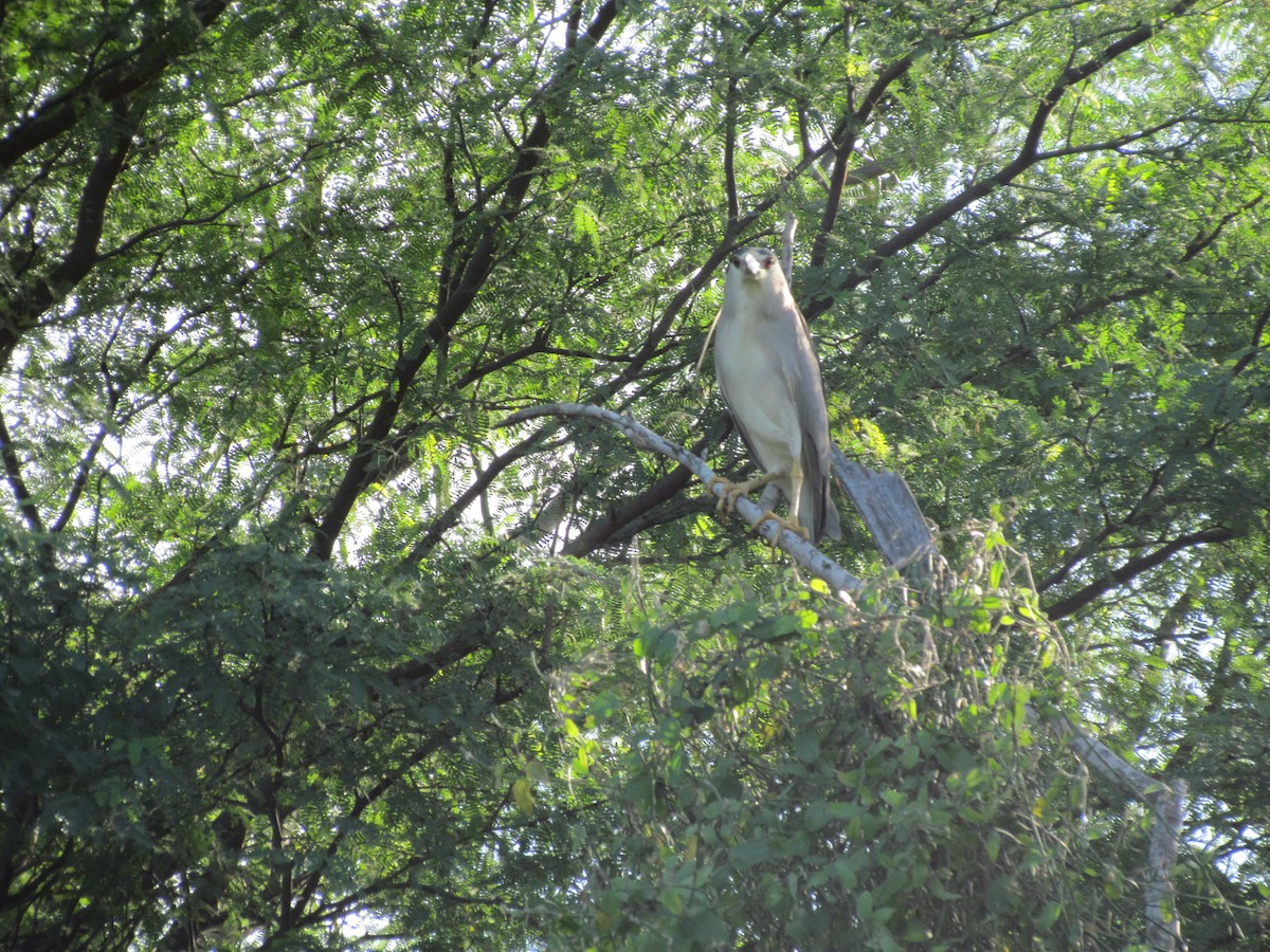 Black-crowned Night Heron - ML258868171