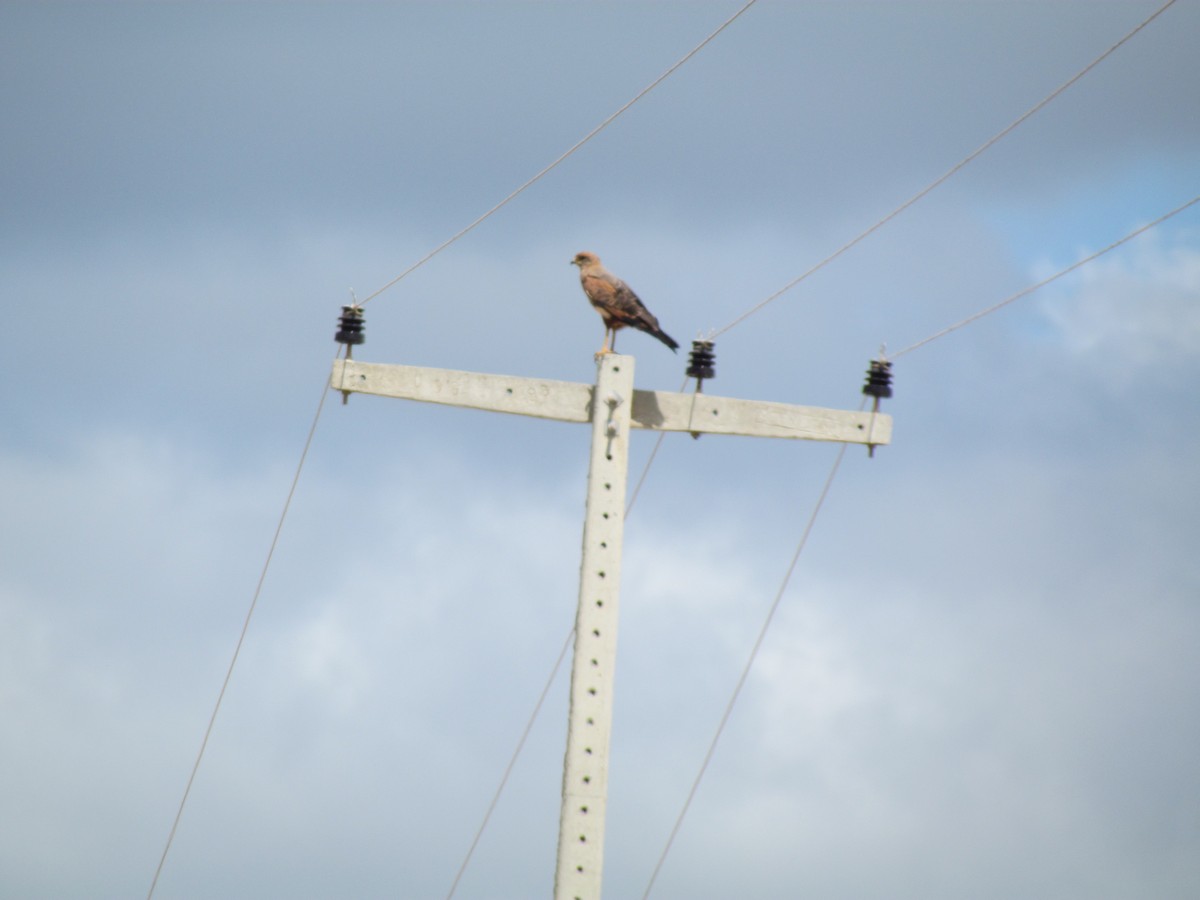 Savanna Hawk - ML258868231