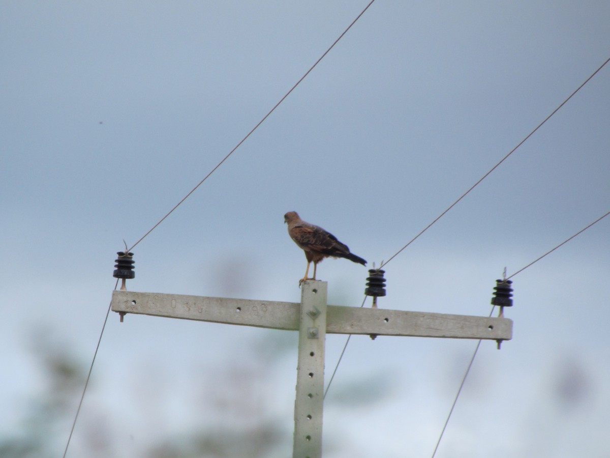 Savanna Hawk - ML258868241