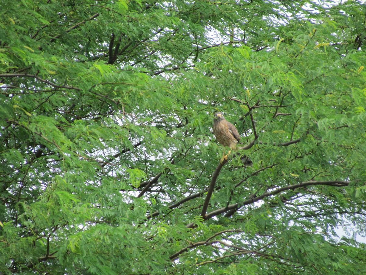Roadside Hawk - ML258868281