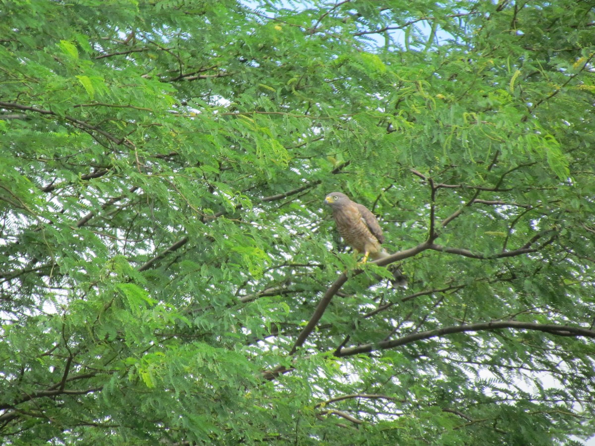 Roadside Hawk - ML258868291
