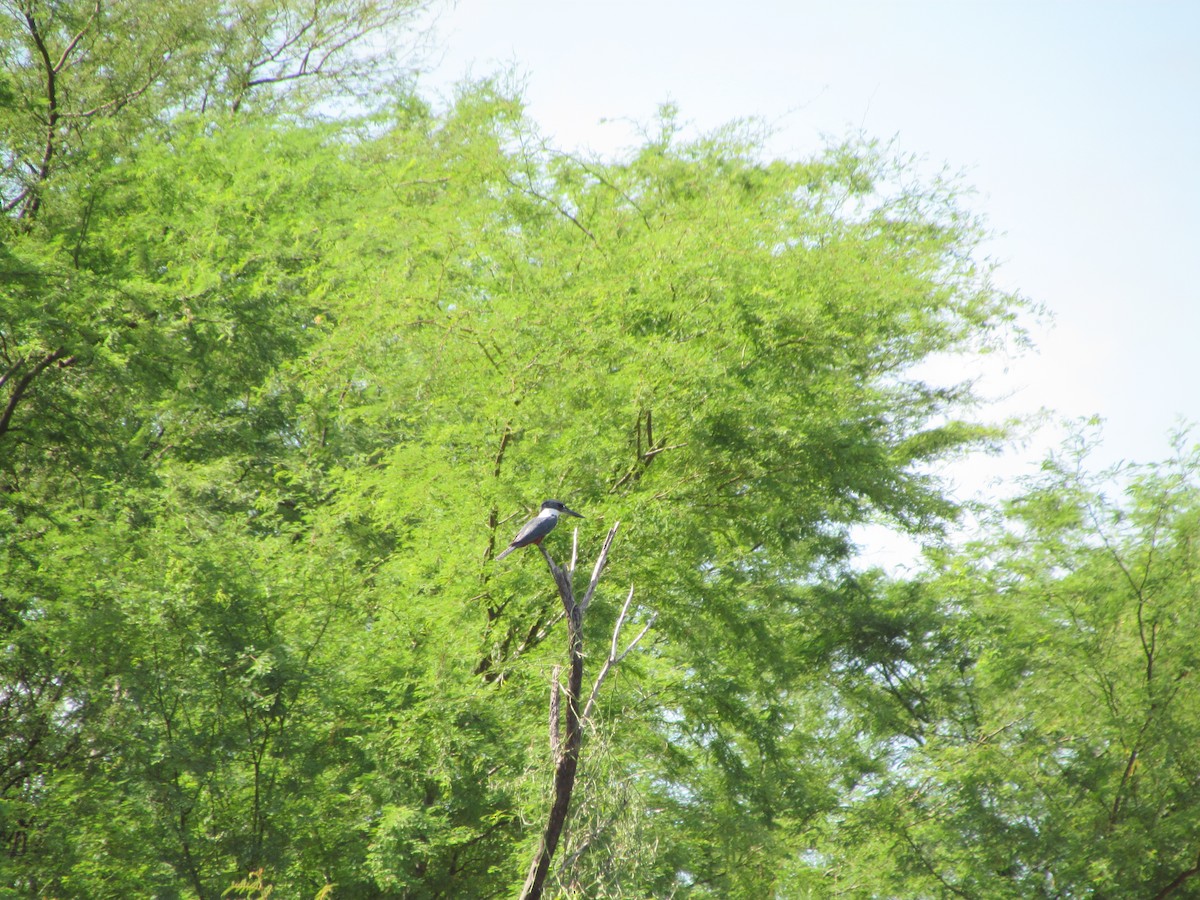 Ringed Kingfisher - ML258868311