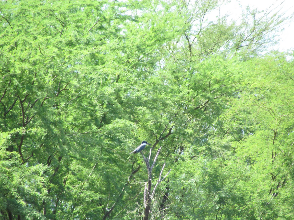 Ringed Kingfisher - ML258868321