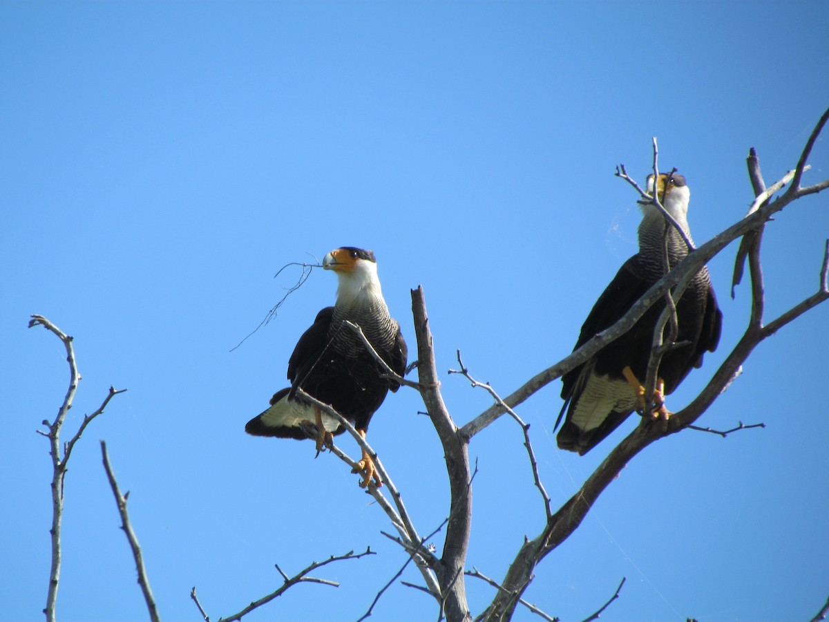 Crested Caracara (Southern) - ML258868331