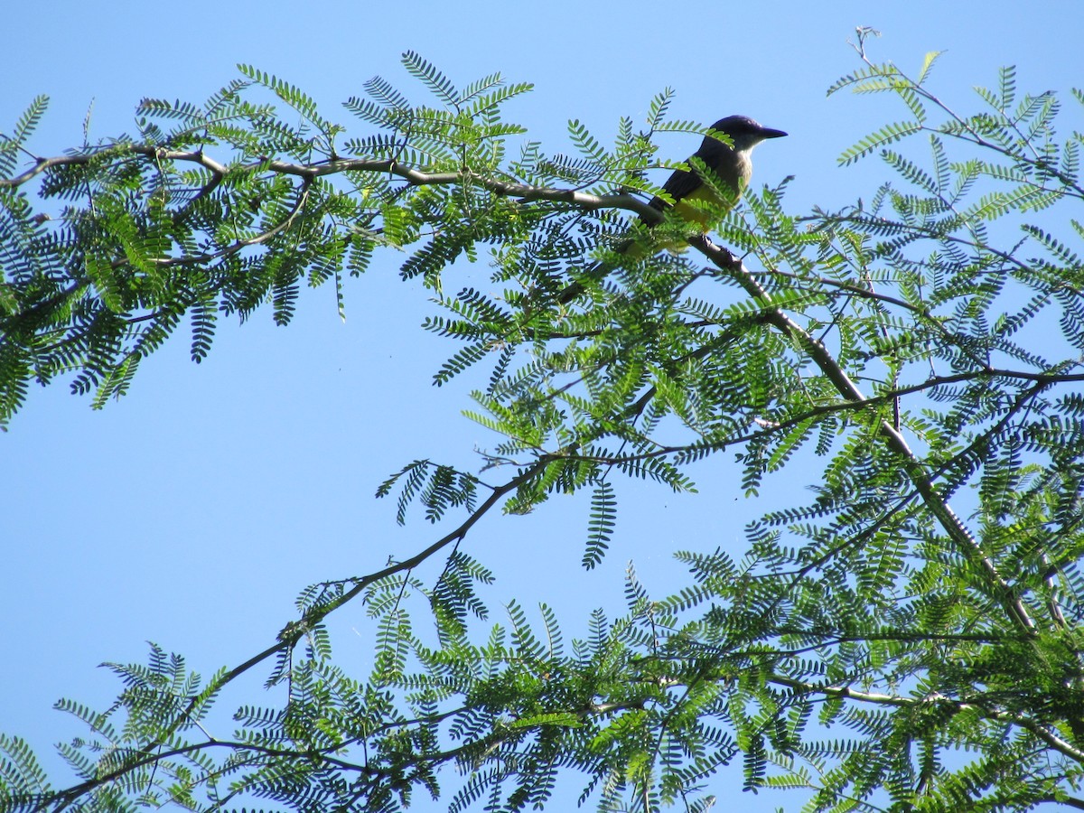 Tropical Kingbird - ML258868341