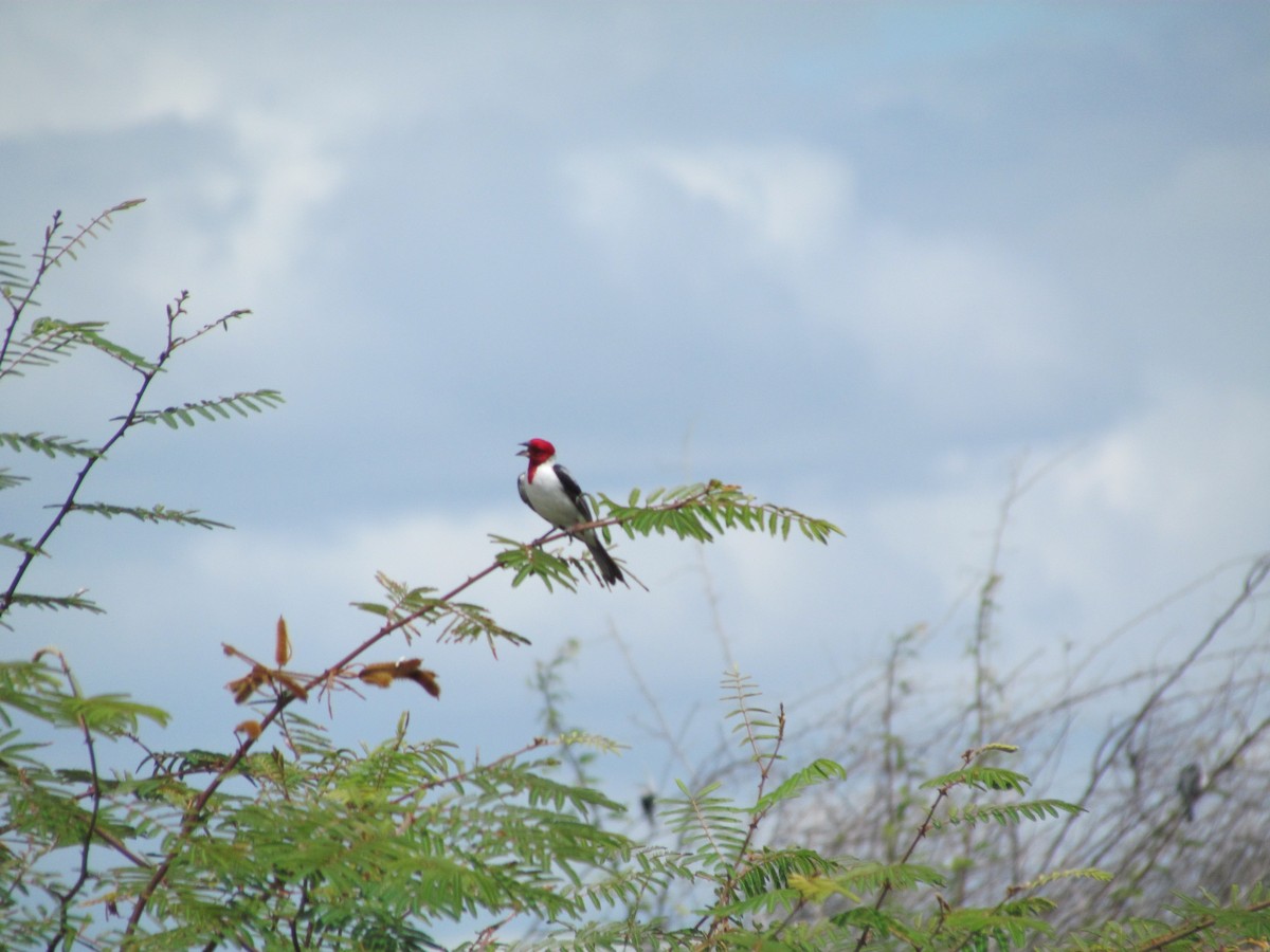 Red-cowled Cardinal - ML258868401