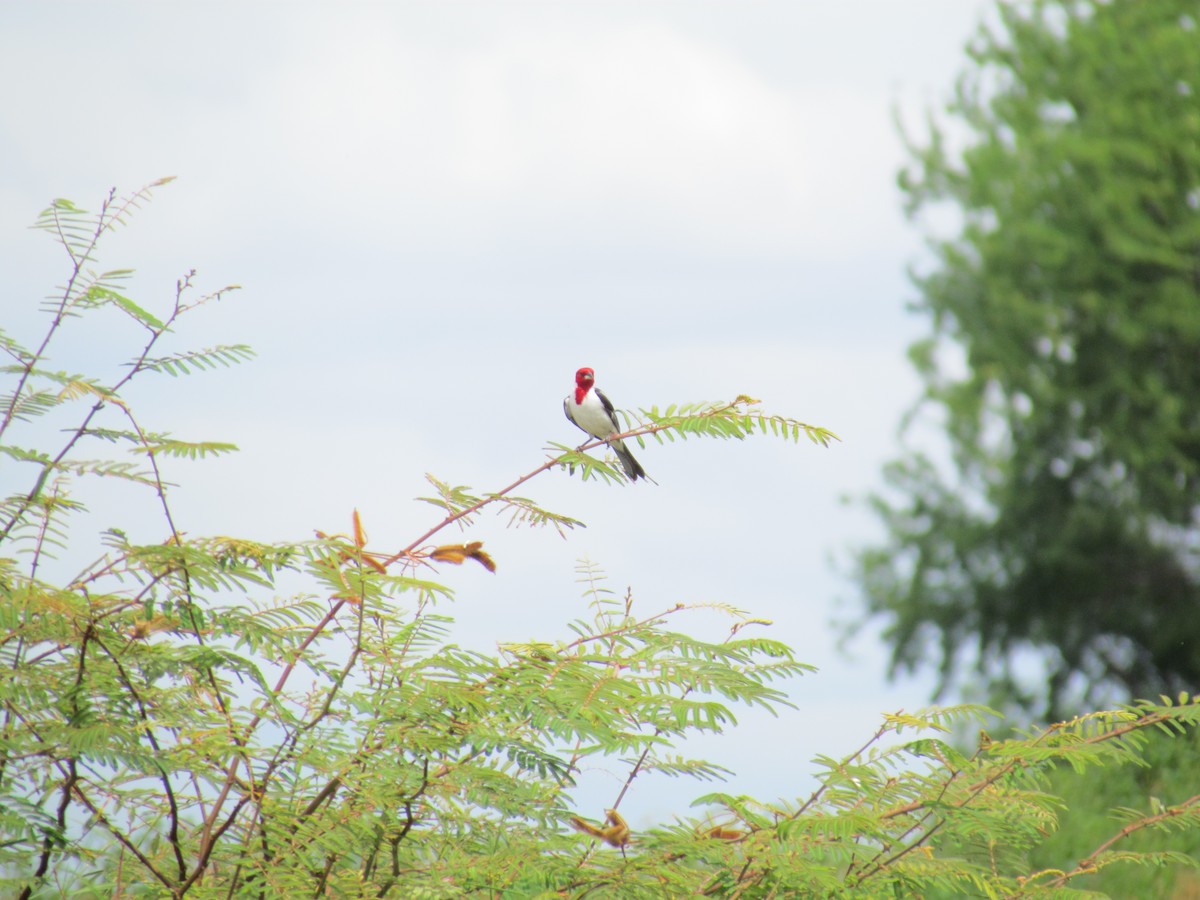 Red-cowled Cardinal - ML258868411