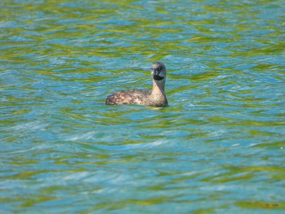 Pied-billed Grebe - José Godinho