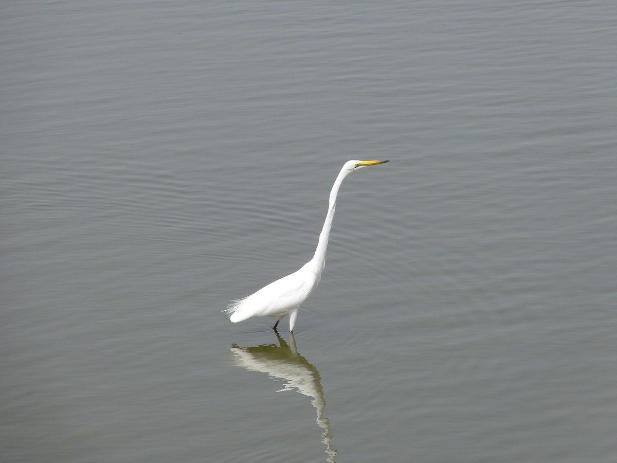 Great Egret - Jean-Paul Boerekamps