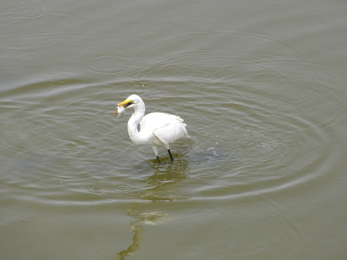 Great Egret - ML258869111