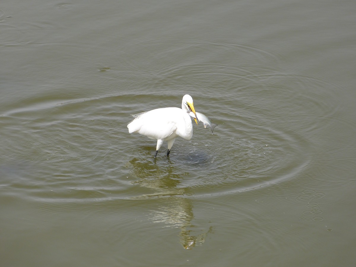 Great Egret - Jean-Paul Boerekamps