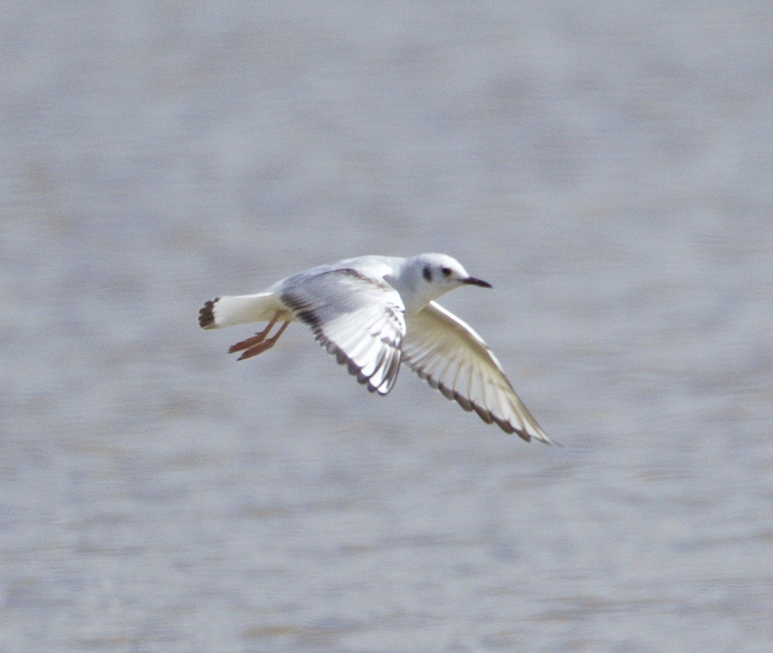 Bonaparte's Gull - ML25886951