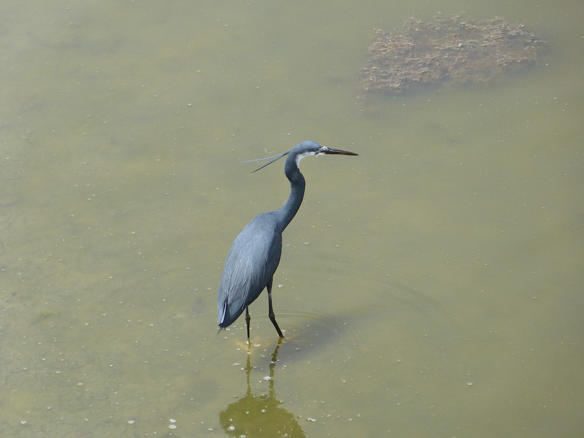 Western Reef-Heron - Jean-Paul Boerekamps