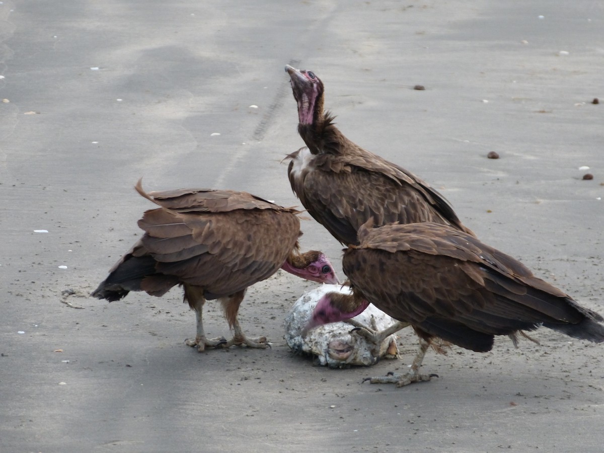 Hooded Vulture - Jean-Paul Boerekamps