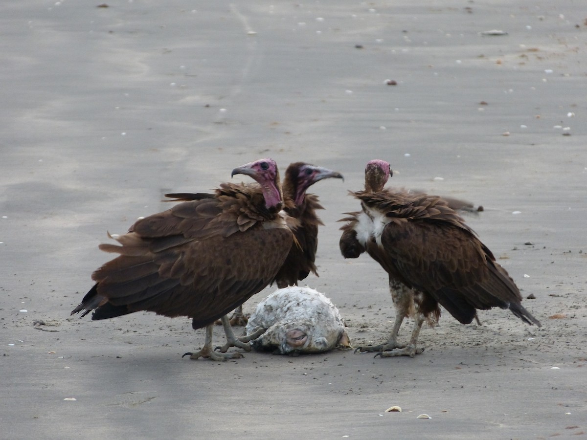 Hooded Vulture - Jean-Paul Boerekamps
