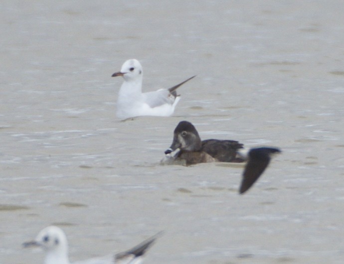 Ring-necked Duck - Fredrik  Strom