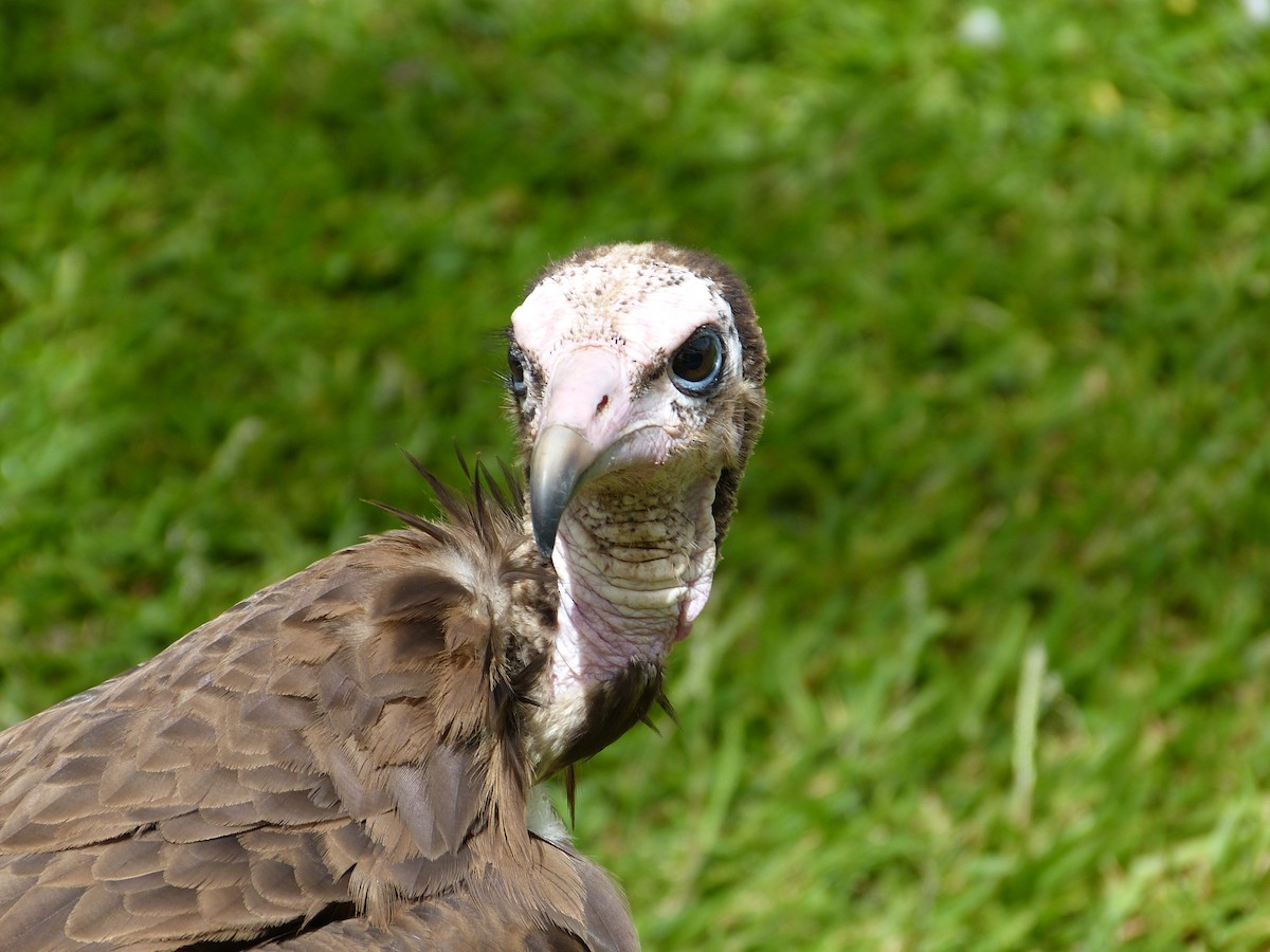 Hooded Vulture - ML258869831