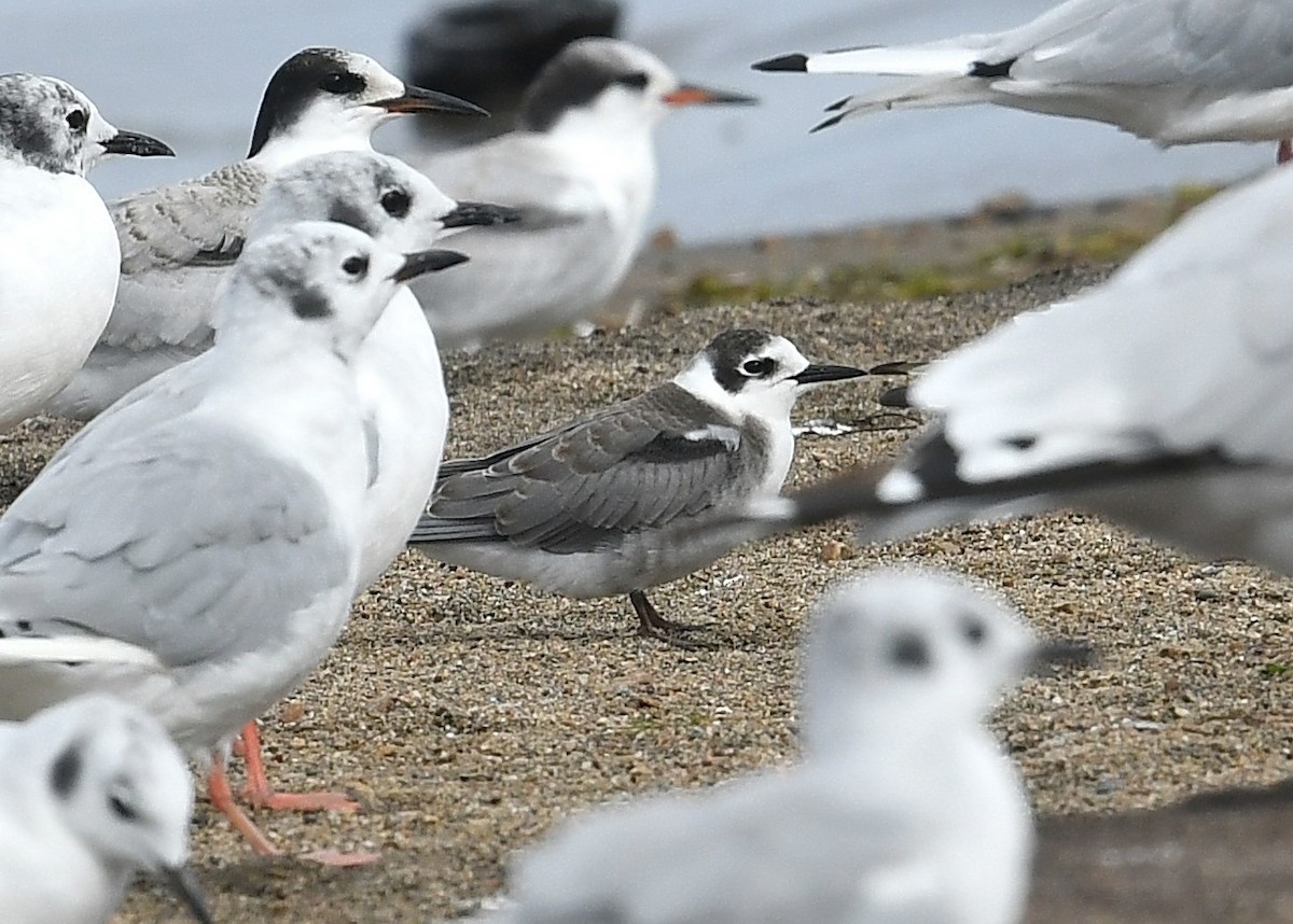 Black Tern - Gary Chapin