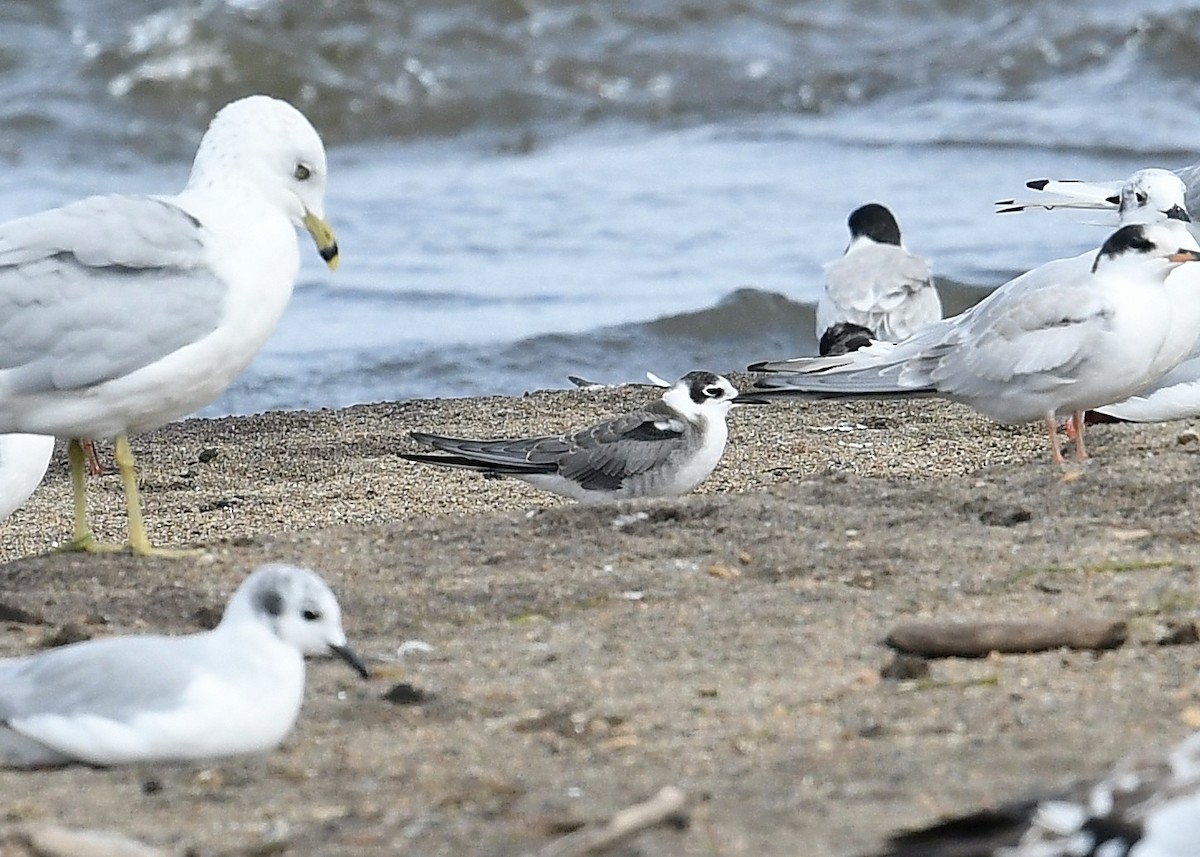 Black Tern - ML258869861