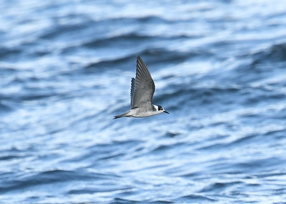 Black Tern - ML258869891