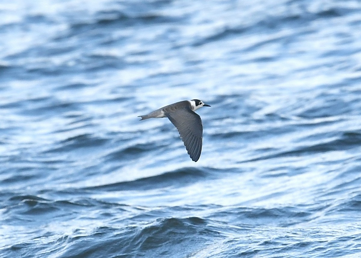 Black Tern - ML258869901