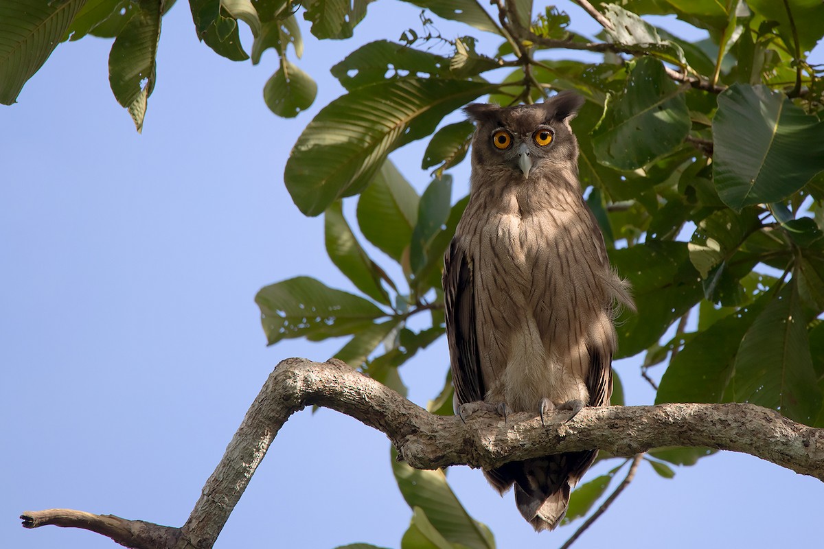 Dusky Eagle-Owl - Ayuwat Jearwattanakanok