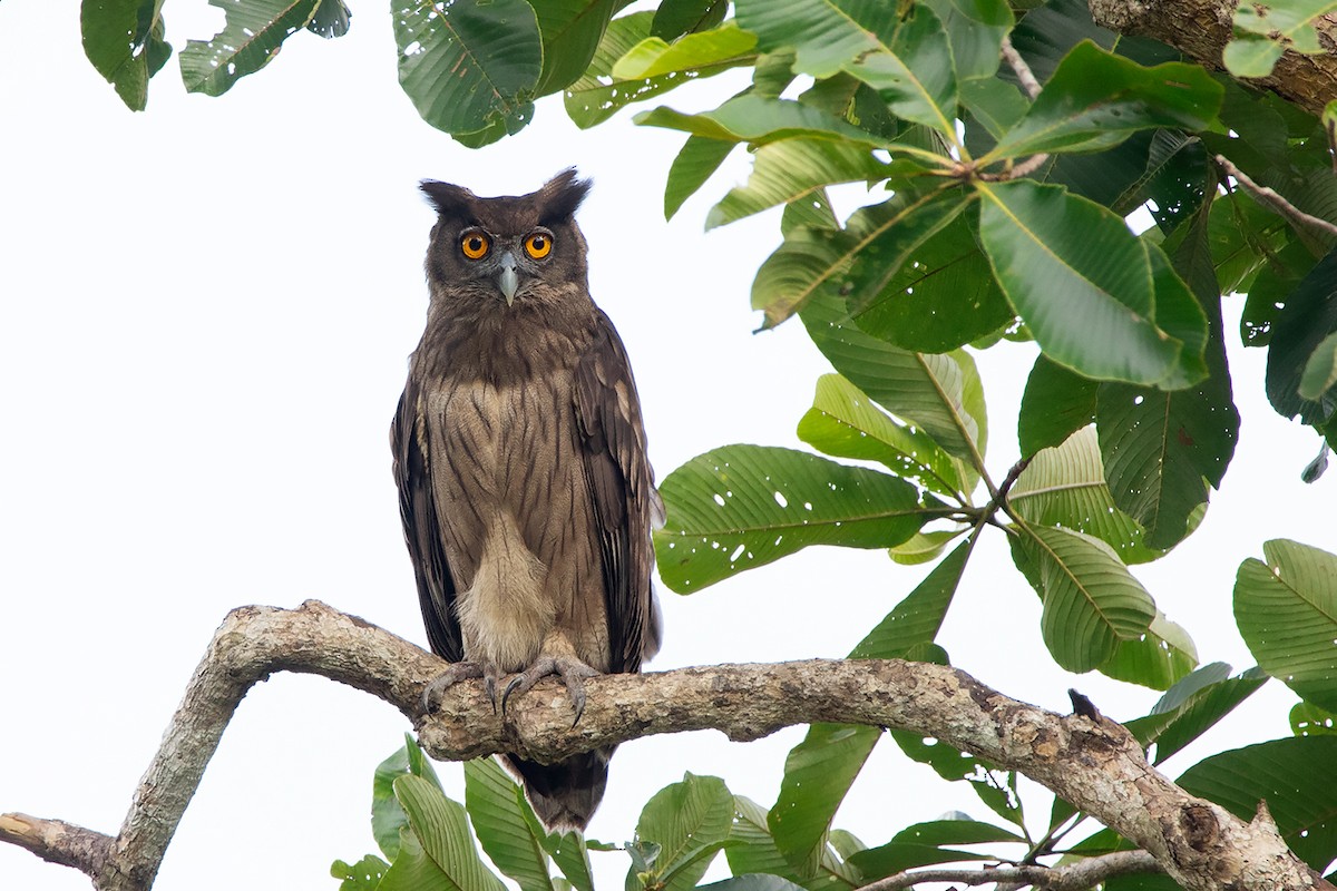 Dusky Eagle-Owl - Ayuwat Jearwattanakanok