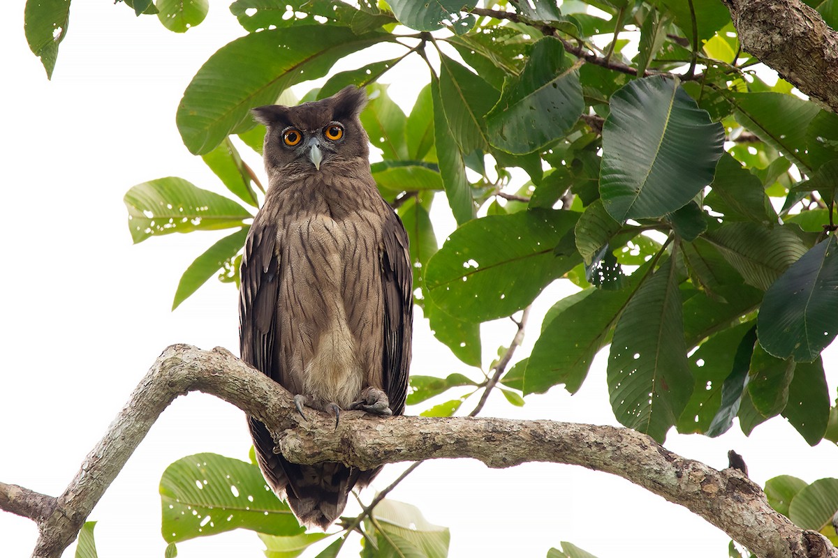 Dusky Eagle-Owl - Ayuwat Jearwattanakanok