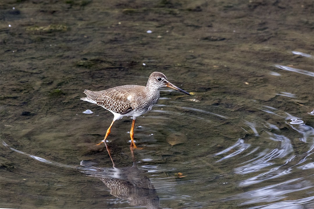 Common Redshank - ML258871111