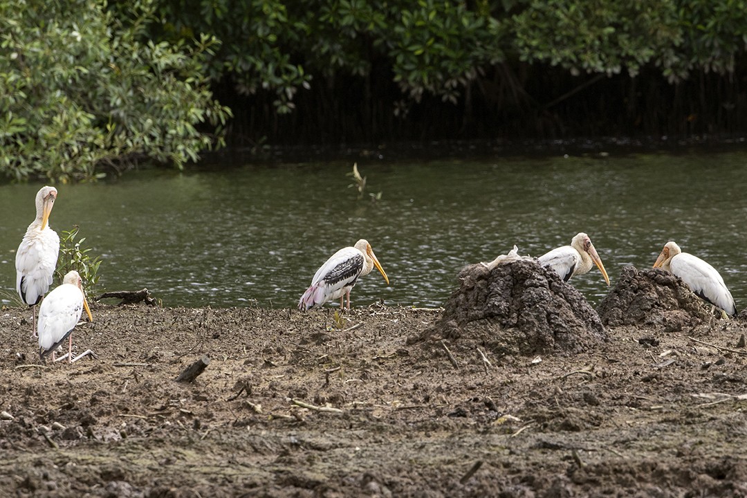 Painted Stork - ML258871291