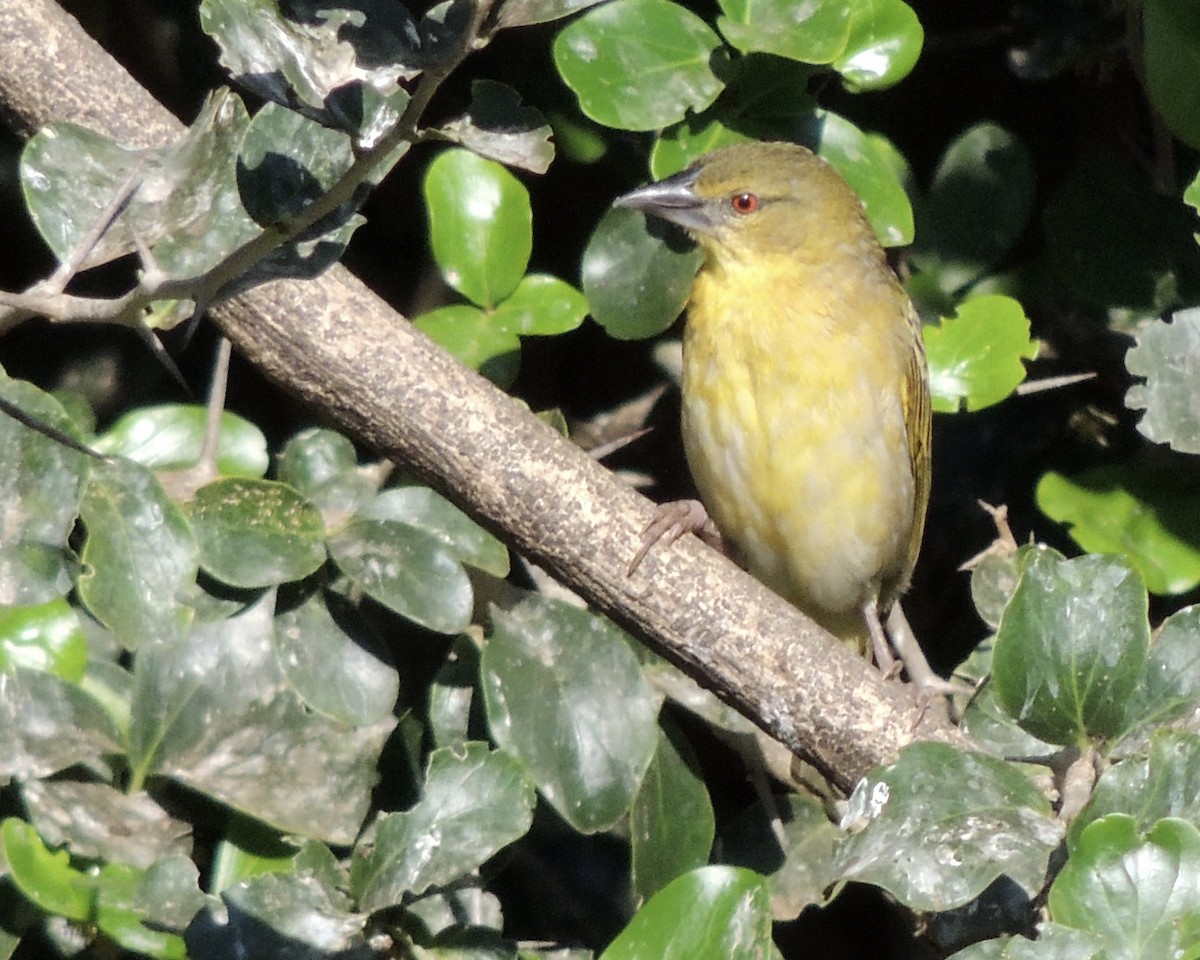 Southern Masked-Weaver - ML258871321