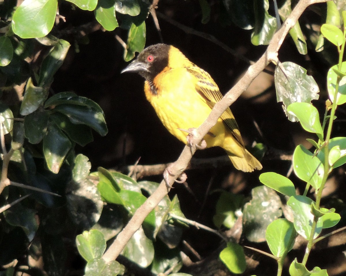 Southern Masked-Weaver - ML258871331