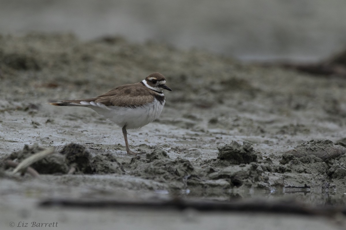 Killdeer - ML258872121