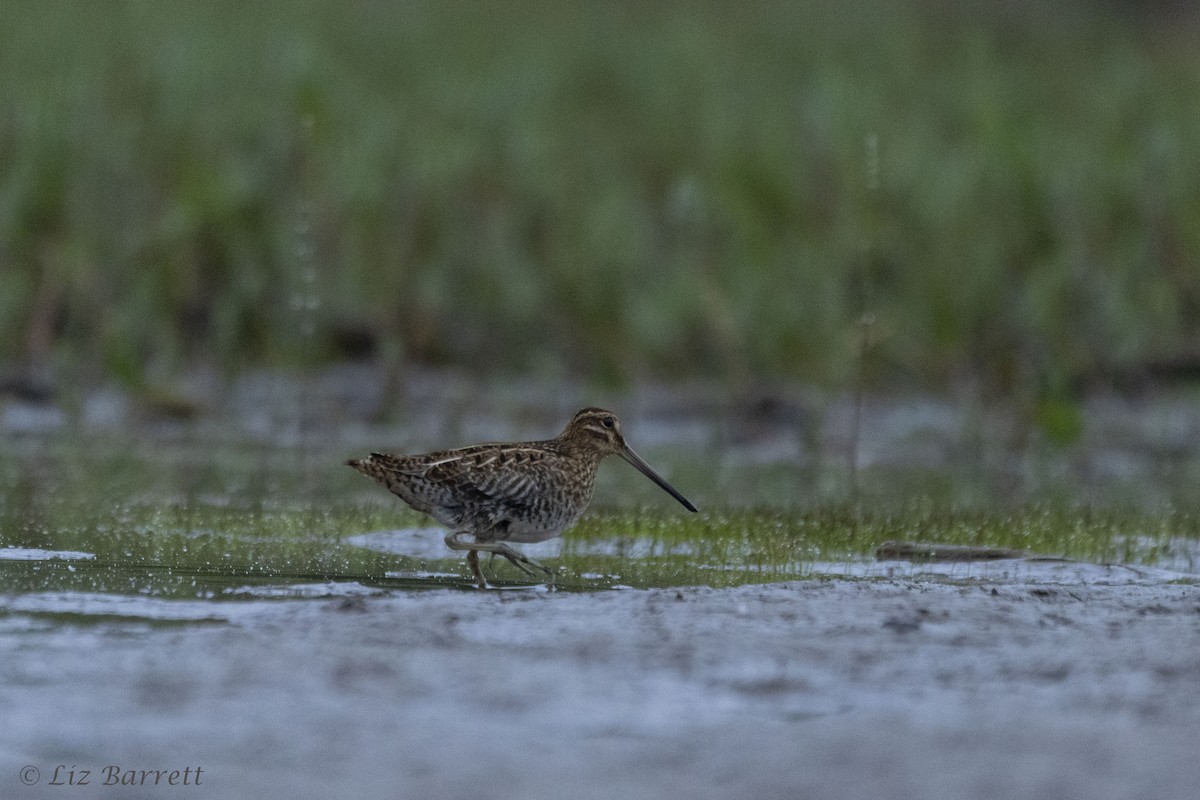 Wilson's Snipe - Liz Barrett