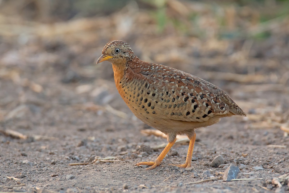 Yellow-legged Buttonquail - ML258872351