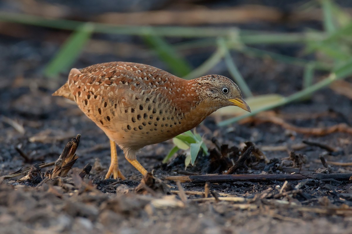 Yellow-legged Buttonquail - ML258872361