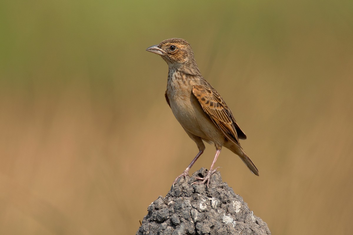 Singing Bushlark (Australasian) - ML258872421