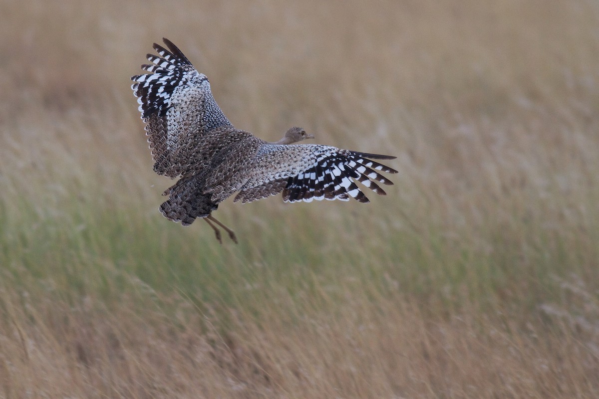 Hartlaub's Bustard - Frédéric Bacuez