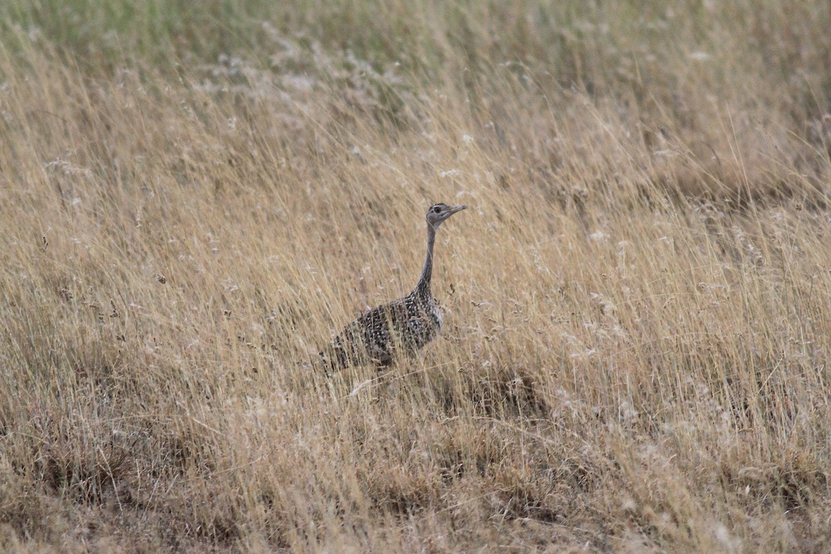 Hartlaub's Bustard - ML258872611