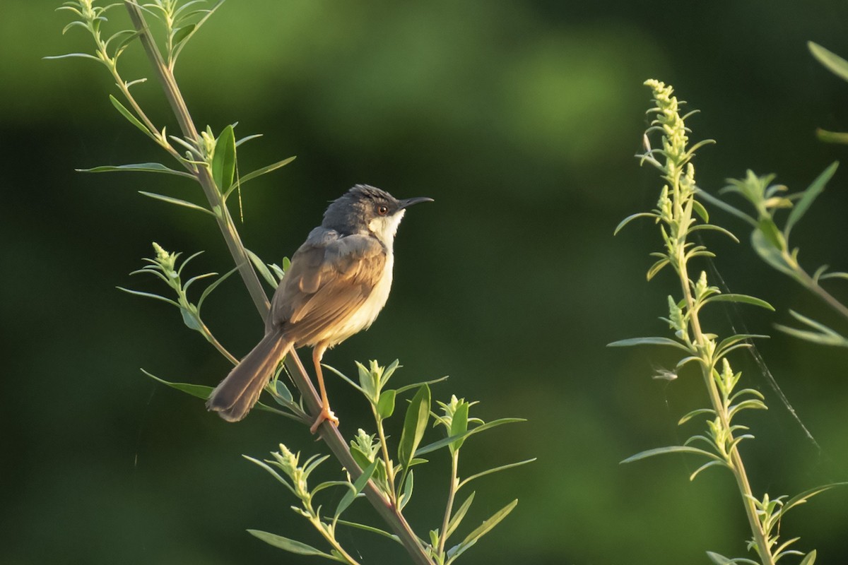 Ashy Prinia - ML258872661