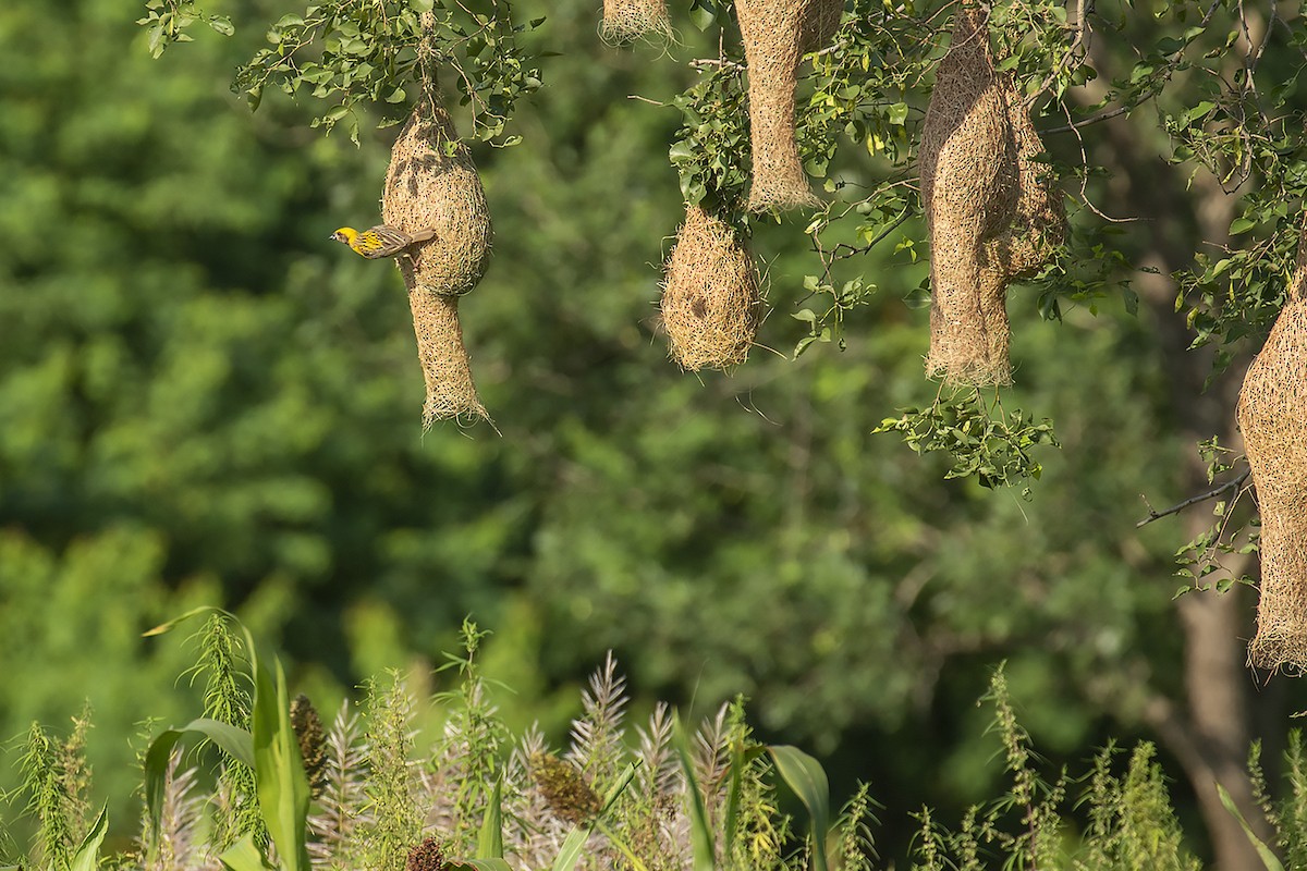 Baya Weaver - ML258872701