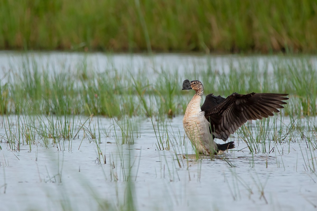 Knob-billed Duck - Ayuwat Jearwattanakanok