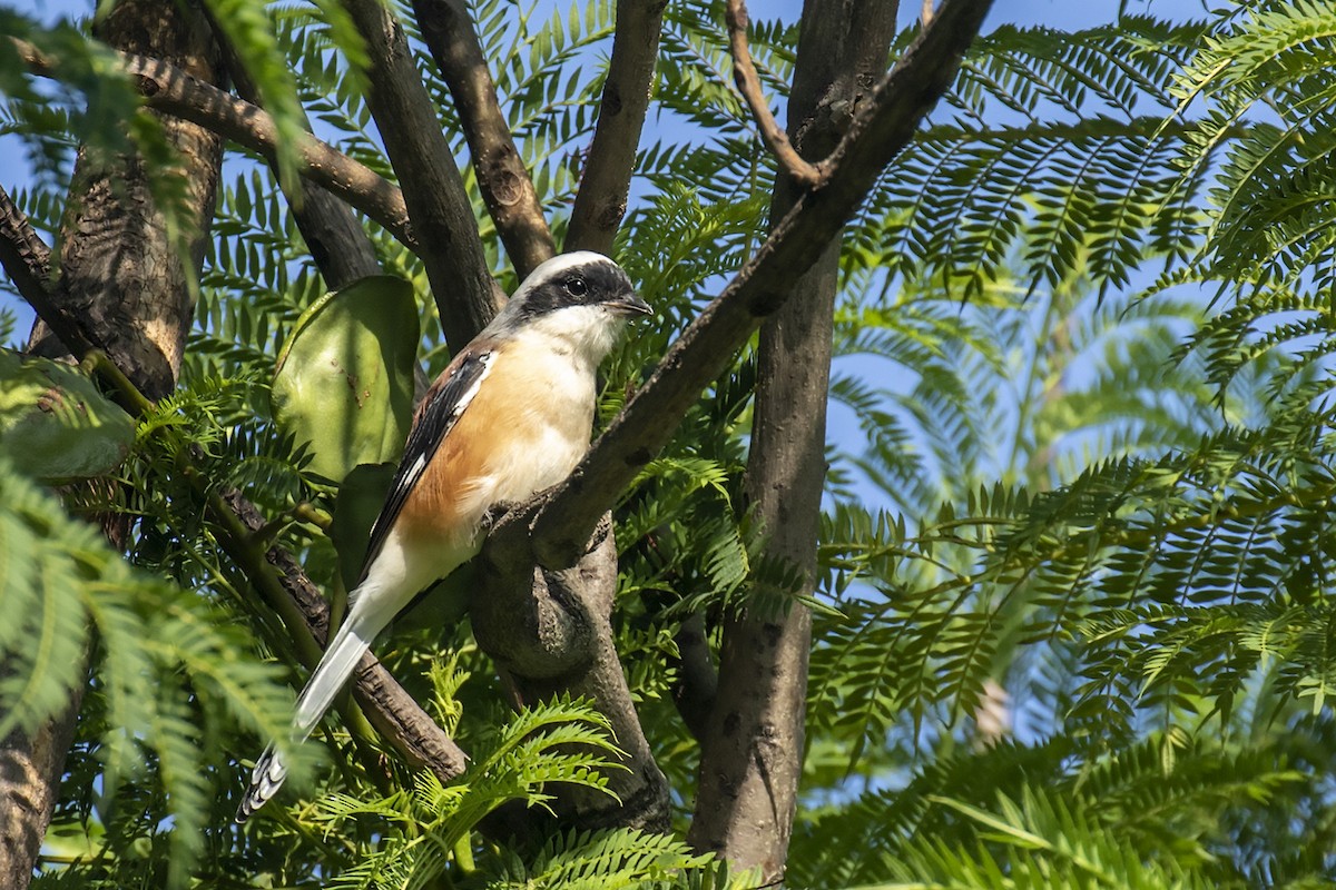 Bay-backed Shrike - ML258875531