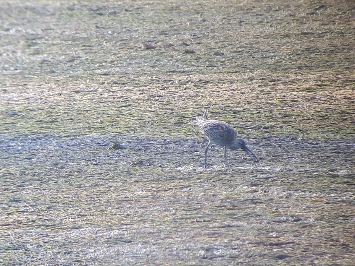 Eurasian Curlew - ML258876491