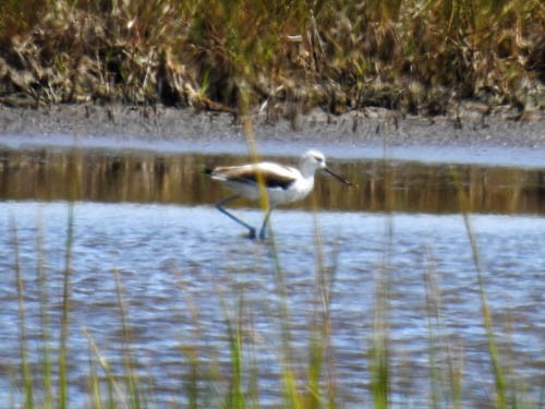 Avoceta Americana - ML258876571