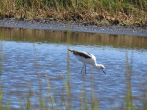 Avoceta Americana - ML258876581