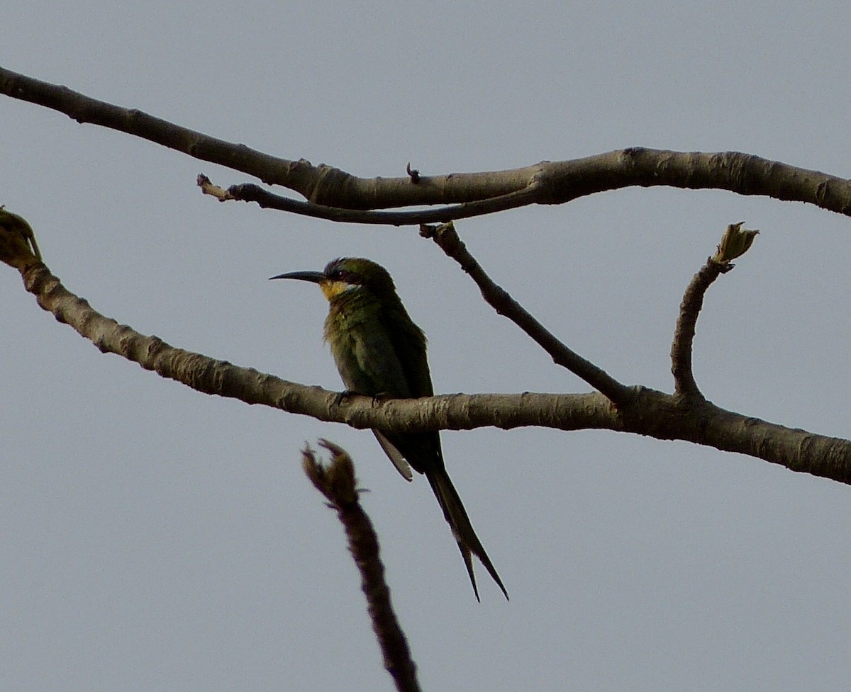 Swallow-tailed Bee-eater - Jean-Paul Boerekamps