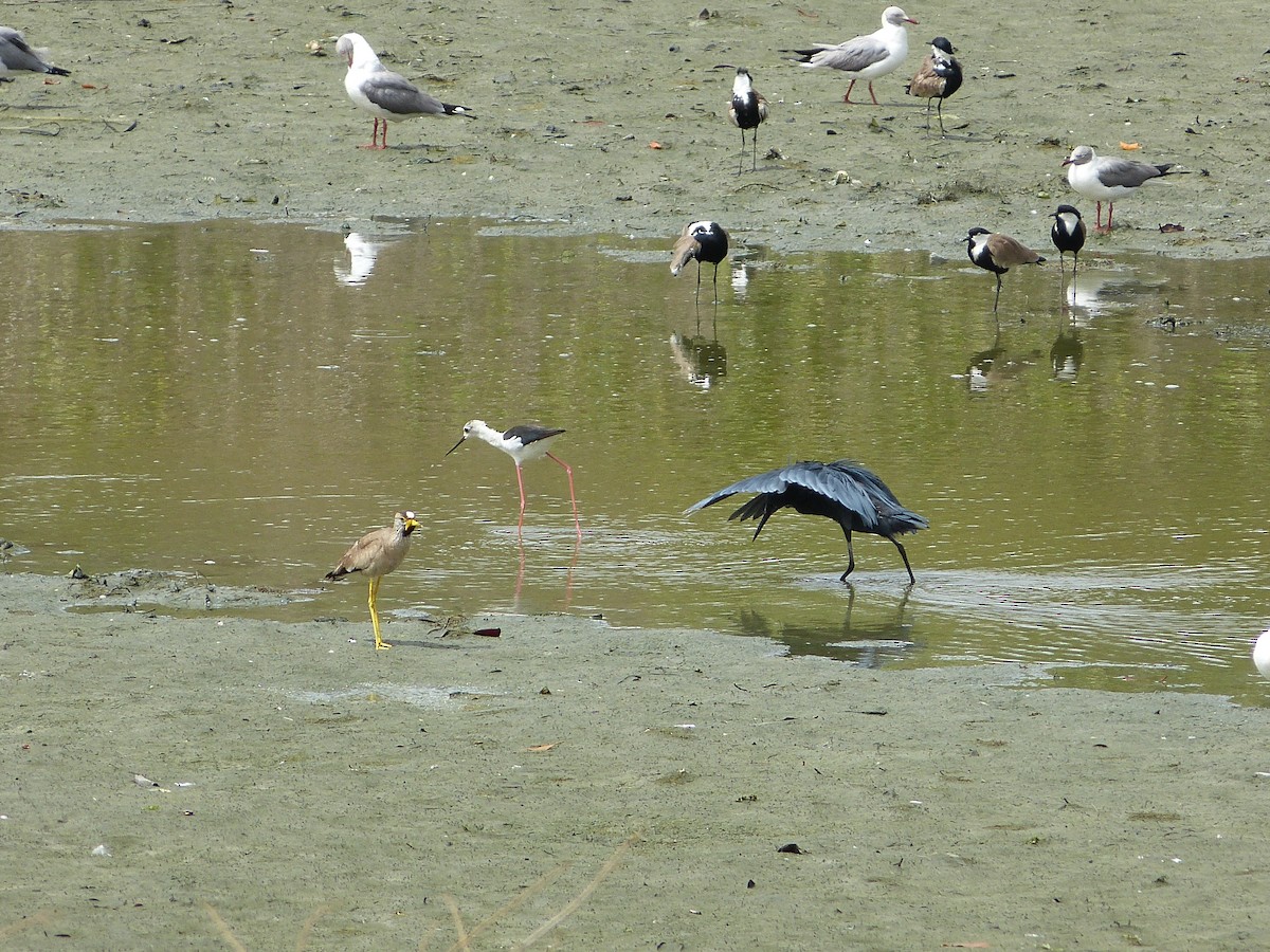 Black-winged Stilt - Jean-Paul Boerekamps